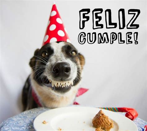 Pin de Christina Lindh en Feliz cumple | Feliz cumpleaños con perros ...