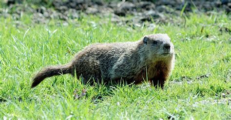 Species Spotlight: Woodchuck/Groundhogs