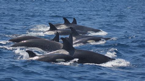 Orcas attack boats off coast of Spain and Portugal, leaving scientists ...