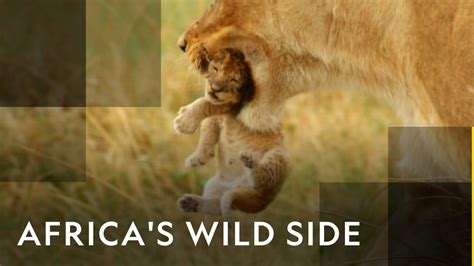 Africa's Wild Side - Nat Geo Wild Docuseries - Where To Watch