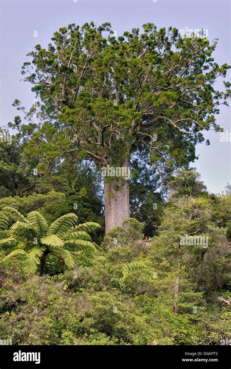 Famous Kauri tree (Agathis australis), "Square Kauri", 1200 years Stock Photo: 61900611 - Alamy