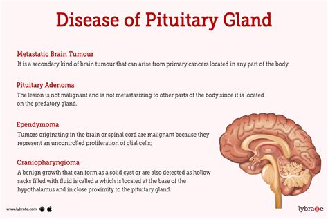 Pituitary Gland (Human Anatomy): Picture, Functions, Diseases, and ...