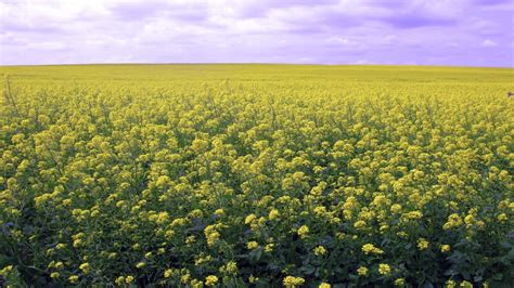 Canola Wallpapers - Top Free Canola Backgrounds - WallpaperAccess