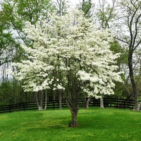 White Dogwood | Dogwood trees, Flowering trees, Ornamental trees