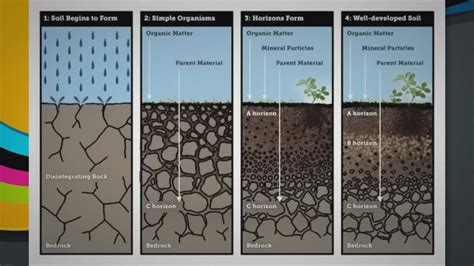 Soil Formation (Pedogenesis)- Definition, Factors, Process, Steps, Examples