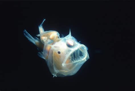 What Do Anglerfish Eat?