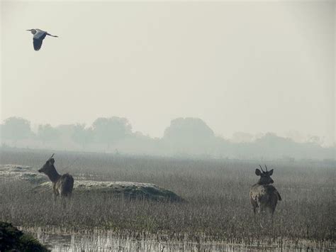 Keoladeo National Park - Alchetron, The Free Social Encyclopedia