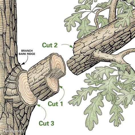 Bush Pruning Tips for Healthier Bushes | Family Handyman