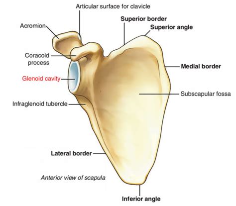 Glenoid Cavity – Earth's Lab