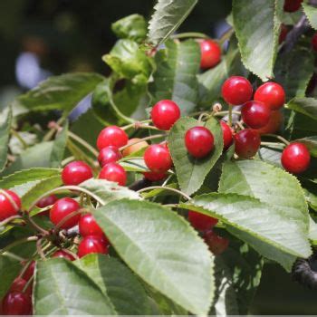 Buy Bare Root North Star Cherry Trees For Sale | Chief River Nursery ...