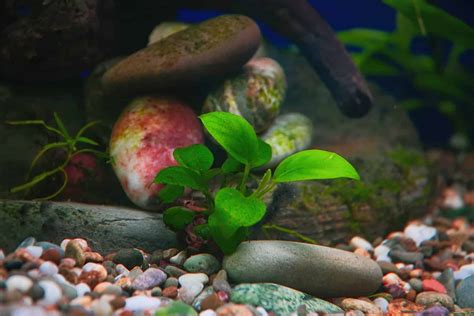 Nano Planted Tank: 6 Tiny Aquarium Plants! - Aquariadise