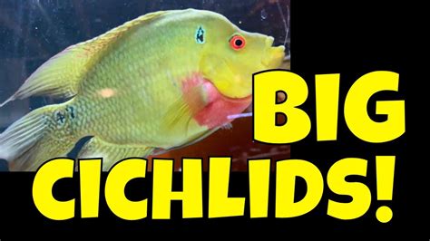 Cichlid Breeding Room Tour - June 2019 - YouTube