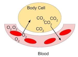 External & Internal Respiration | Definition & Function - Lesson ...