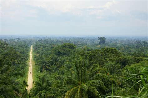 Saving the Congolese rainforest - a pioneering, new initiative – The Rainforest Foundation