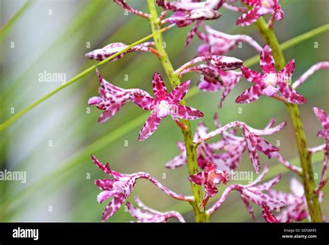 Australian Native Orchids Stock Photos & Australian Native Orchids Stock Images - Alamy