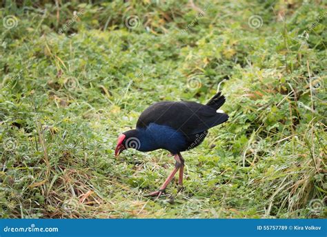 Pukeko stock image. Image of bush, horizontal, zealand - 55757789