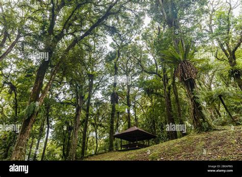 Trees at Kebun Raya Bali - Bali Botanical Garden in Bedugul, Tabanan, Bali, Indonesia Stock ...