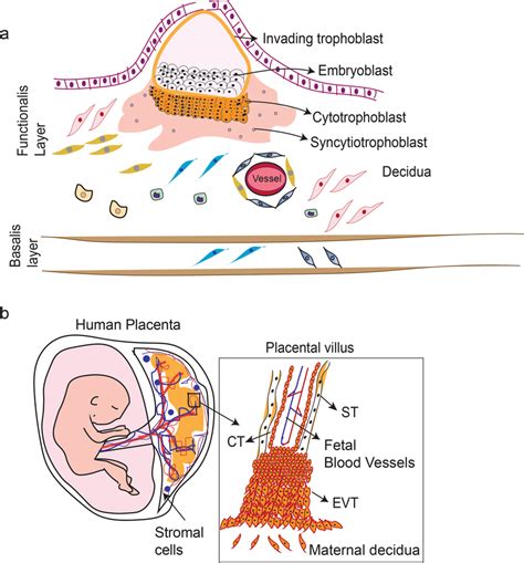 a depicts the path of human trophoblast differentiation. Trophoblast... | Download Scientific ...