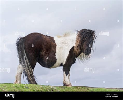 Shetland Pony, Shetland islands, Scotland. (Large format sizes available Stock Photo - Alamy