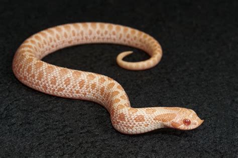 Albino Toffee Belly Western Hognose by Slitherpets - MorphMarket