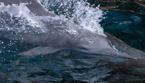 Dolphin's Diet | Sciencing