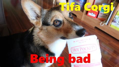 Tifa corgi being bad - YouTube | Corgi, Bad, Pets