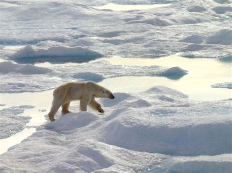 Arctic sea ice vital to polar bear habitat: biologists | Nunatsiaq News