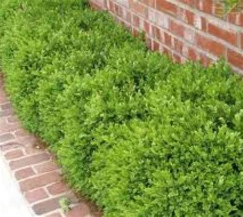 Wintergreen Korean Boxwood ( Buxus ) | New Life Nursery