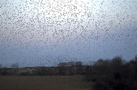 12 Most Amazing Bird Formations - murmuration, amazing birds - Oddee