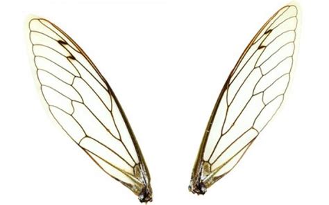 Insect Wings | Car Interior Design