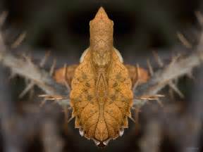 Thorn Bug Photograph by WB Johnston - Fine Art America