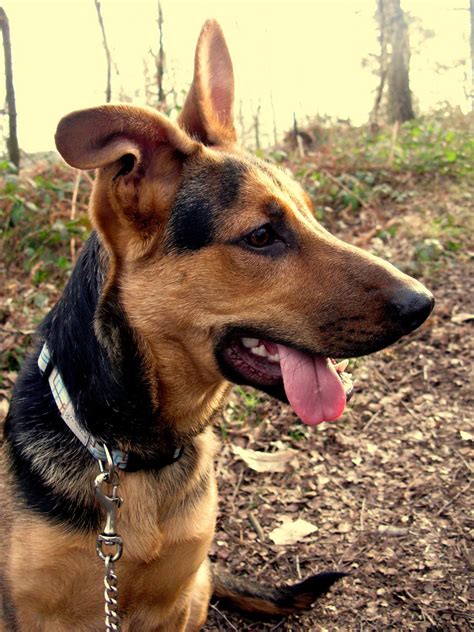 All You Need To Know About The German Shepherd Doberman Mix - Fumi Pets | 2024