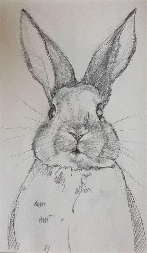 Cute Bunny Pencil Sketch : Pencil Drawing | Dozorisozo