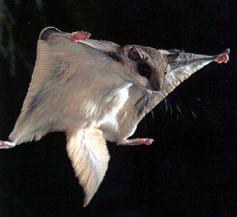 Southern Flying Squirrel: Facts, Characteristics, Habitat and More - Animal Place