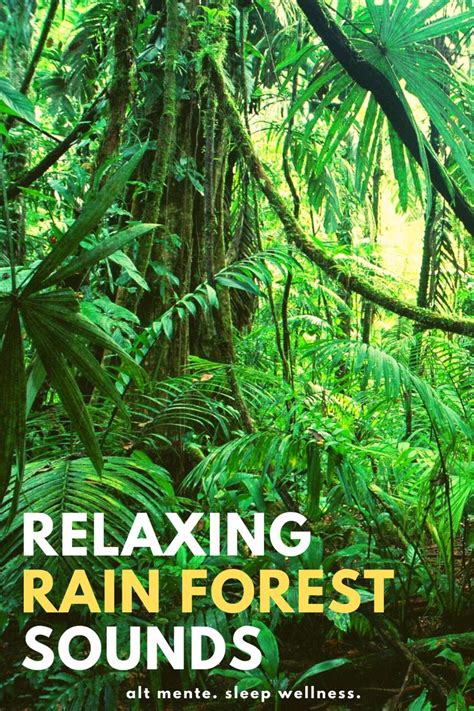 Relaxing rain forest sounds for sleep in 2021 | Forest sounds, Nature ...