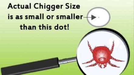 Chigger Bites - Pictures, Treatment, Look Like, Home Remedies