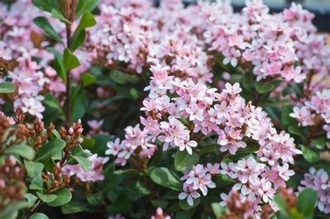 Indian Hawthorn: Plant Care & Growing Guide