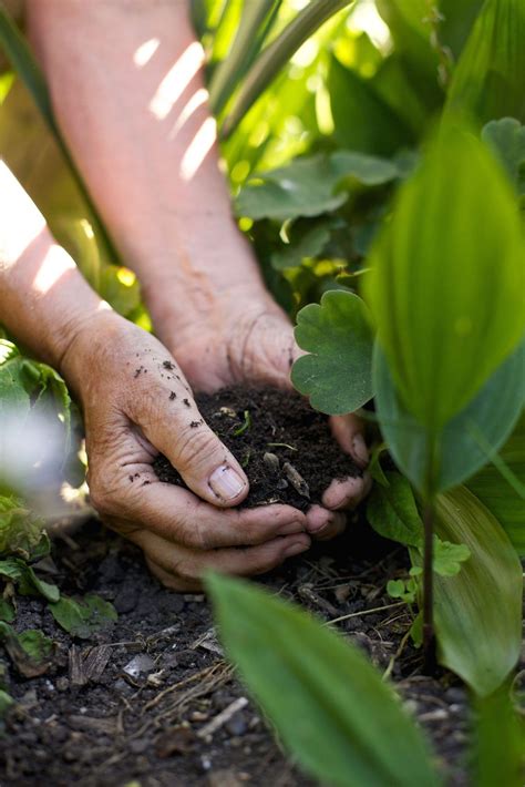 Vegetable Garden Soil: Soil Requirements For Vegetable Plants | Vegetable garden soil, Garden ...