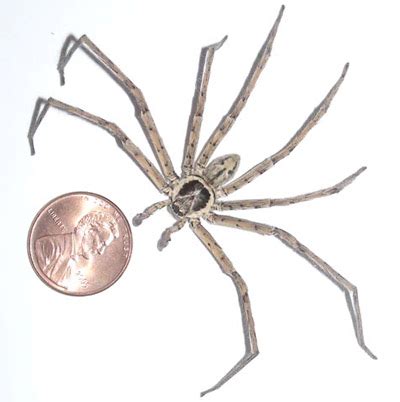 Huntsman Spider Size