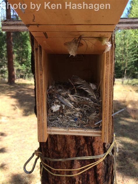 Pygmy Nuthatch - East Cascades Audubon Society