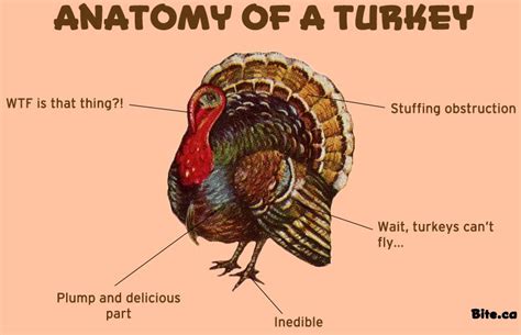 Wild Turkey Anatomy Diagram