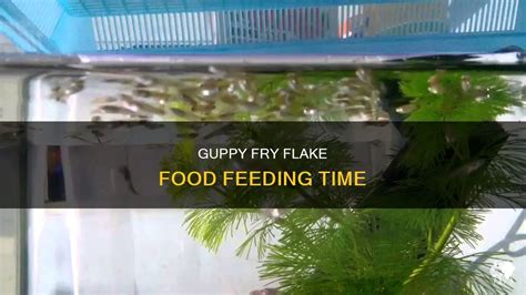 Guppy Fry Flake Food Feeding Time | PetShun