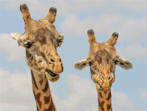 Do Giraffes Have Horns? – Worldwide Nature