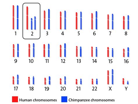 DNA Comparison - Evidence for Evolution