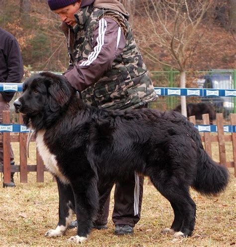 Romanian Raven Shepherd Dog - Alchetron, the free social encyclopedia