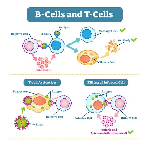 Lupus - B Cells, T Cells and the Immune System - Kaleidoscope Fighting ...