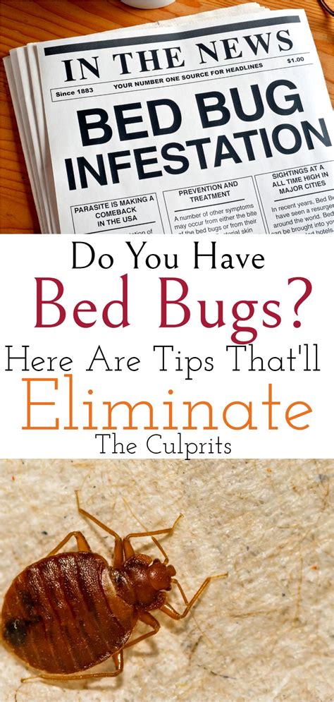 How To Prevent And Eliminate Bed Bugs in 2021 | Bed bugs, Rid of bed bugs, Household cleaning tips