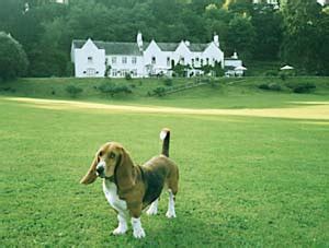 Nautilia, viajando raro: ¿En este hotel harán acupuntura a mi perro?