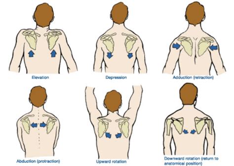 4 Scapular Stabilization Exercises [Build Rock Solid Shoulders]