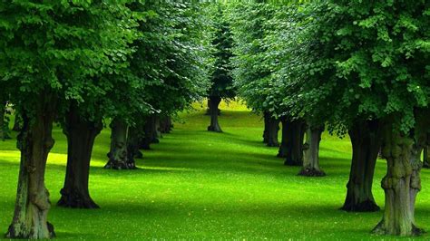 nature, Landscape, Green, Plants, Trees, Grass, Leaves, Forest Wallpapers HD / Desktop and ...